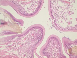 Sezione delle mandibole di un nematode di StratoSpera 2. Ingrandimento 10X, colorazione Emaossilina/Eosina. Foto di Luigi Caliendo.