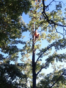 Francesco Bonomi arrampicato su un albero per recuperare la gondola rimasta impigliata dopo l'atterraggio